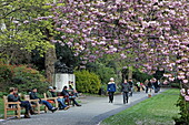 Lincoln Inn Fields ist der größte Square Londons, Im frühling blühen dort japanische Kirschbäume, City of London, London, England