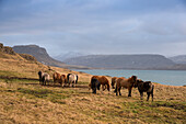 Icelandic horses in field, Foraging, hvalfjördur, Iceland, Europe