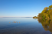 Enten auf dem See, Morgenstimmung an der Müritz, Müritz-Elde-Wasserstrasse, Mecklenburgische Seenplatte, Mecklenburg-Vorpommern, Deutschland