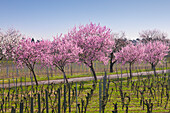 Almond blossom, Mandelbluetenweg, Deutsche Weinstrasse (German Wine Road), Pfalz, Rhineland-Palatinate, Germany
