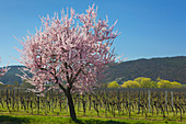 Almond blossom, Mandelbluetenweg, Deutsche Weinstrasse (German Wine Road), Pfalz, Rhineland-Palatinate, Germany