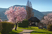 Almond blossom and old wine press, near Rhodt unter Rietburg, Mandelbluetenweg, Deutsche Weinstrasse (German Wine Road), Pfalz, Rhineland-Palatinate, Germany