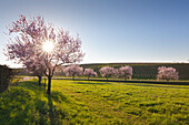 Almond blossom near Siebeldingen, Mandelbluetenweg, Deutsche Weinstrasse (German Wine Road), Pfalz, Rhineland-Palatinate, Germany
