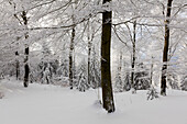 Winter landscape near Olsberg, Rothaarsteig hiking trail, Rothaargebirge, Sauerland region, North Rhine-Westphalia, Germany