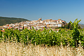 Cirauqui, vineyard, Camino Frances, Way of St. James, Camino de Santiago, pilgrims way, UNESCO World Heritage, European Cultural Route, province of Navarra, Northern Spain, Spain, Europe