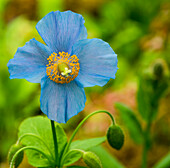 Nahaufnahme einer blauen Blume, die an Butchart Gärten blüht, Victoria, Britisch-Kolumbien, Kanada