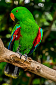 Electus Parrot at Victoria Butterfly Gardens, Victoria, British Columbia, Canada