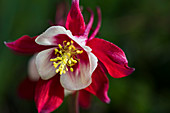 Tau beschichtet eine Columbine (Aquilegia) Blüte, Astoria, Oregon, Vereinigte Staaten von Amerika