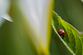 Marienkäfer (Coccinellidae) sitzt auf einem Blatt, Astoria, Oregon, Vereinigte Staaten von Amerika