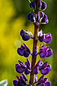 Lupine Pflanze steht groß in einem Garten, Astoria, Oregon, Vereinigte Staaten von Amerika