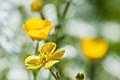 Buttercup (Ranunculus) Blütenblätter sammeln Tau am Morgen, Astoria, Oregon, Vereinigte Staaten von Amerika