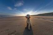 Ein Hund sitzt auf dem Sand am Strand entlang der Küste, Bamburgh, Northumberland, England