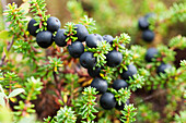 Close-up of a plant with blue berries on the tundra, Alaska, United States of America