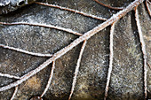 Close-up detail of a frosty autumn coloured leaf, Alaska, United States of America