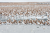 A large flock of small birds standing on the snow covered ground, Cordova, Alaska, United States of America