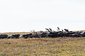 Herd of Caribou (Rangifer tarandus caribou) grazing in a field, Alaska, United States of America
