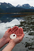 Hand holding a unique white shell with a hole in the middle at the water's edge, Alaska, United States of America