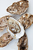 Oyster shells on a white surface, Alaska, United States of America