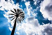 Eine Palme aus der Froschperspektive im Gegenlicht mit ausdrucksstarkem Himmel, Rom, Latium, Italien