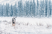 Wapiti am zugefrorenen Bow River, Banff Town, Bow Tal, Banff National Park, Alberta, Kanada, Nordamerika