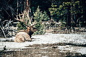 Hirsch, Saskatchewan River Crossing, Jasper Nationalpark, Alberta, Kanada, Nordamerika