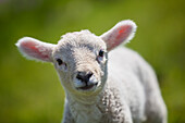 lamb, sheep, dyke, Schleswig Holstein, Germany