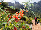 Flowers, botanical garden Kirstenbosch, Cape Town, South Africa