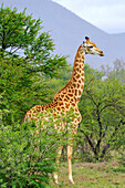 Giraffe pregnant, Samara private Game Reserve, South Africa
