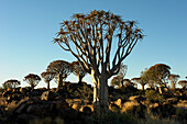 Köcherbaumwald, Richtersveld National Park, Südafrika