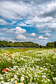 Flowers in a field, Ploen, Holsteinische Schweiz, Baltic coast, Schleswig-Holstein, Germany