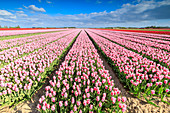 Blauer Himmel auf Reihen von rosa Tulpen in voller Blüte in den Bereichen Oude-Tonge, Goeree-Overflakkee, Süd-Holland, Niederlande, Europa
