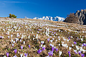 Bunte Krokusse in Wiesen umrahmt von schneebedeckten Gipfeln, Alpe Granda, Sondrio Provinz, Masino Tal, Valtellina, Lombardei, Italien, Europa
