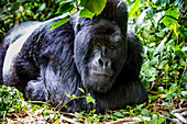 Silverback Berggorilla (Gorilla beringei beringei) im Virunga Nationalpark, UNESCO-Weltkulturerbe, Demokratische Republik Kongo, Afrika