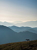 Pferd bei Sonnenaufgang, Apenninen, Umbrien, Italien, Europa