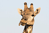 Portrait of a southern giraffe (Giraffa camelopardalis), Kalahari, Botswana, Africa