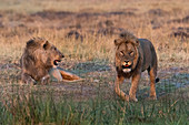 Zwei Löwen (Panthera Leo) bei Sonnenuntergang, Botswana, Afrika