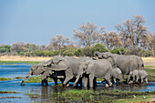 Afrikanische Elefanten (Loxodonta Africana) trinken im Fluss Khwai, Botswana, Afrika