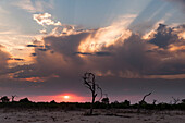 Savuti Marsh bei Sonnenuntergang, Botswana, Afrika