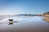 Hund am Strand, Ocean Beach, San Francisco, Kalifornien, USA
