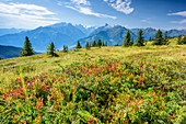Moorwiese mit Blick auf Hohe Tauern, Schmittenhöhe, Pinzgauer Spaziergang, Kitzbüheler Alpen, Salzburg, Österreich