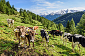Kälber blicken auf Betrachter, Berge im Hintergrund, Pflerschtal, Stubaier Alpen, Südtirol, Italien