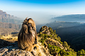 Male Gelada (Theropithecus gelada) sitting on a cliff, Simien Mountains National Park, UNESCO World Heritage Site, Ethiopia, Africa