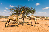 Camels eating an acacia bush, Somaliland, Somalia, Africa