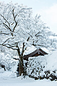 Frischer Schnee auf Eingang Jikko-im Tempel, Ohara-Tal, Kyoto, Japan, Asien