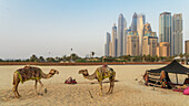 Camels overlooking Jumeirah Beach Residence (JBR) in Dubai, United Arab Emirates, Middle East