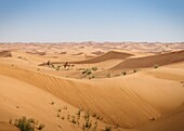 Zwei Kamele in der Wüste der Vereinigten Arabischen Emirate, im Nahen Osten