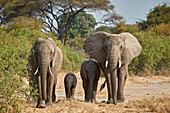 African elephant (Loxodonta africana) group, Ruaha National Park, Tanzania, East Africa, Africa