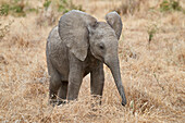 Afrikanischer Elefant (Loxodonta africana), Ruaha-Nationalpark, Tansania, Ostafrika, Afrika