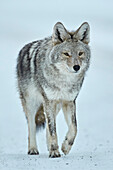 Coyote (Canis latrans) in the snow in winter, Yellowstone National Park, Wyoming, United States of America, North America