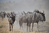 Blue Wildebeest (brindled gnu) (Connochaetes taurinus) herd, Kgalagadi Transfrontier Park, South Africa, Africa